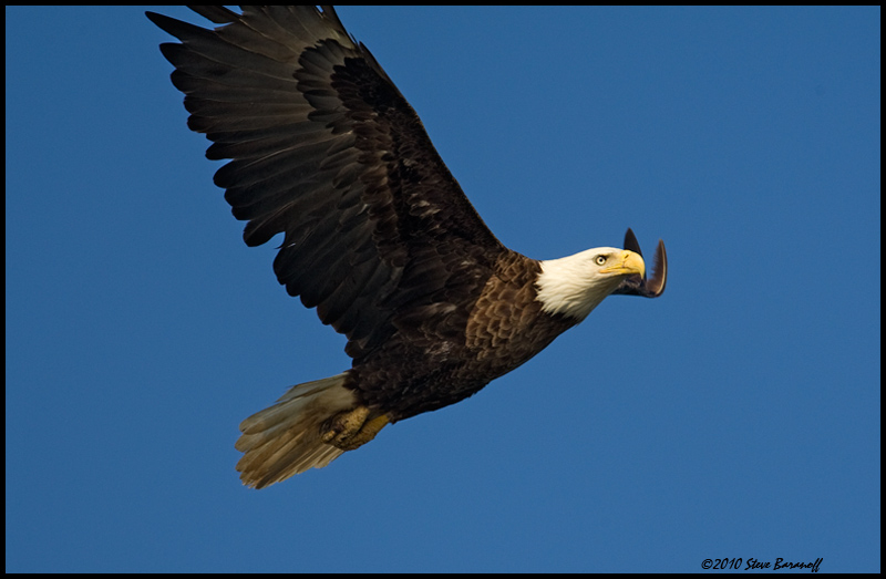 _0SB8946 american bald eagle.jpg